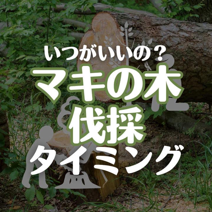 マキの木はいつ切る？？ここで覚えとこう！ - 株式会社一藤園